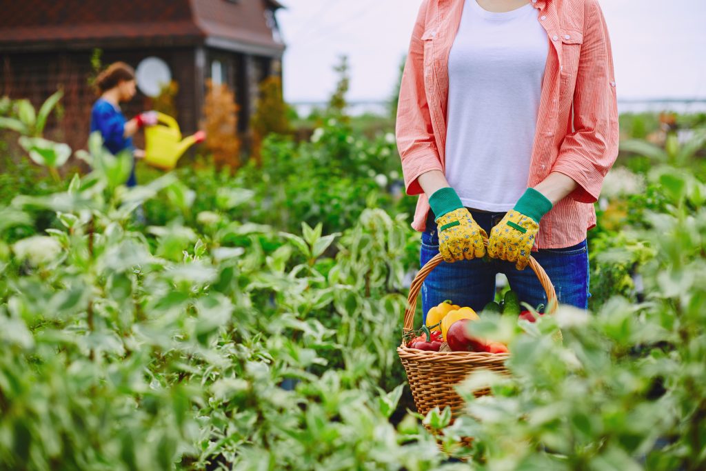 lady in garden holding basket of vegetables