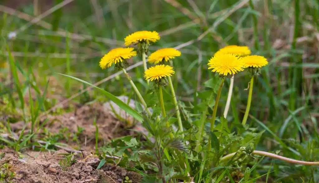 dandaloin wild flowers spring e1587476709404