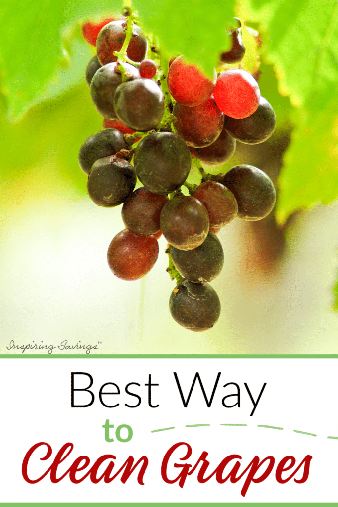 Best Way to clean Fresh Grapes - Very Simple & Easy