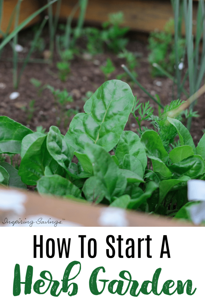 Growing your own kitchen herb garden is a simple and inexpensive undertaking that pays off big for your taste buds and your budget. Learn to grow your own. Save money on fresh herbs.