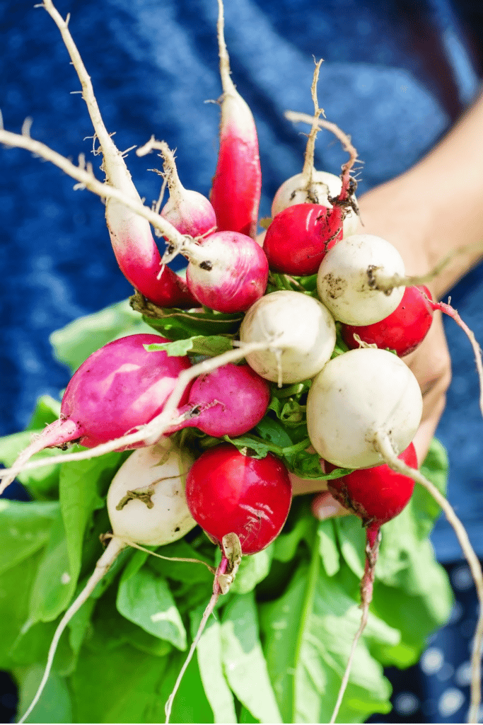 purchasing in season berries 1