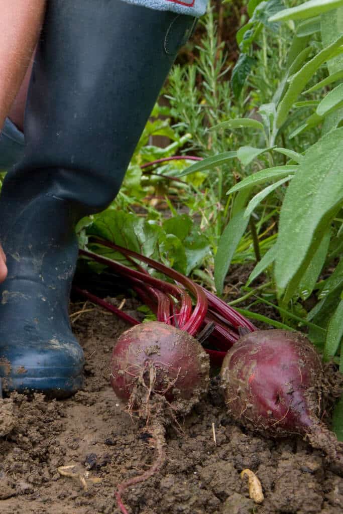 Gardening for vegetables