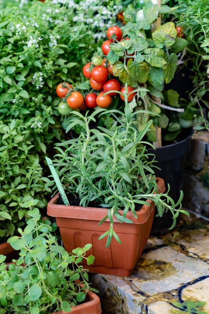 garden filled with vegetables