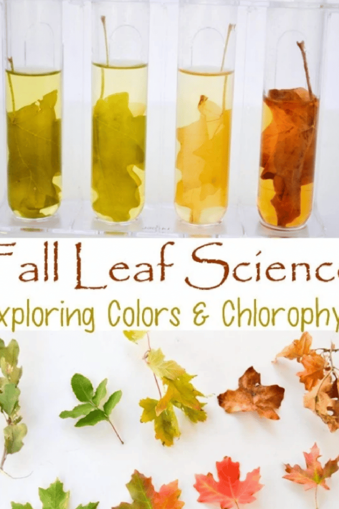 fall leaf experiment