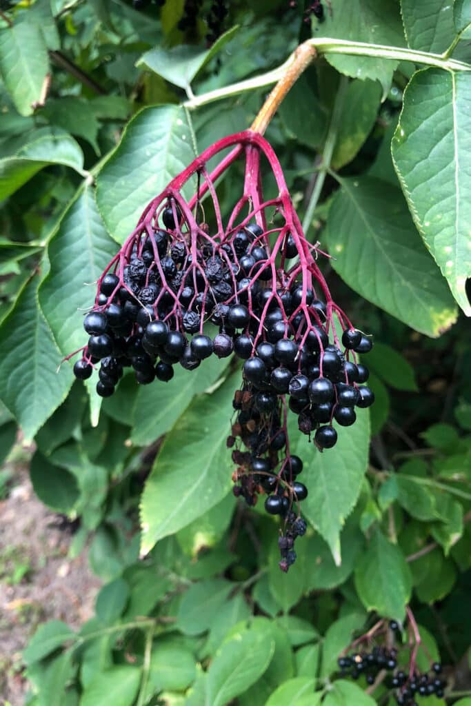 elderberries bunch on an elderberry bush