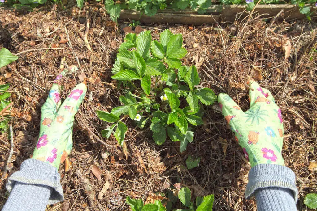 Mulching in the garden - person with gloved hands gardening