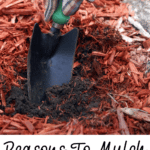 reasons to mulch in the spring