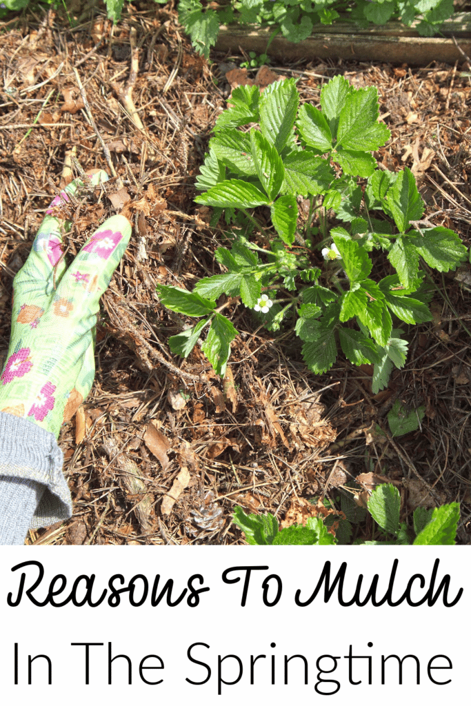 reasons to mulch in the springtime - pictures garden gloved hand placing mulch down in garden bed
