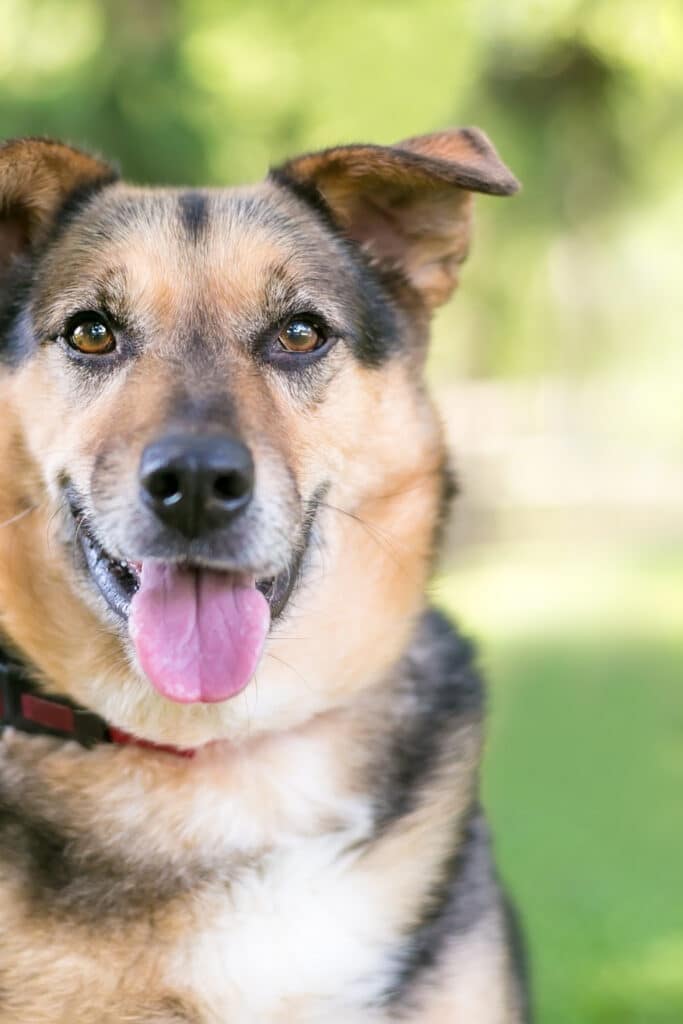dog