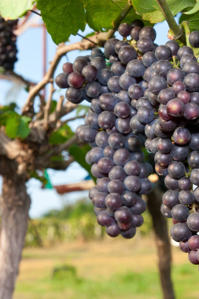 grape vine with cluster of concord grapes