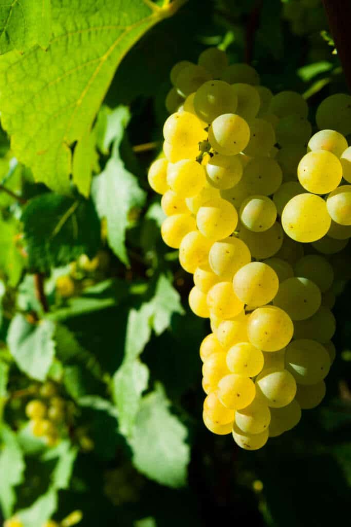 green grapes on vine