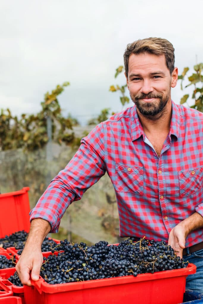 picking grapes from the field - main holding box of freshly picked black grapes