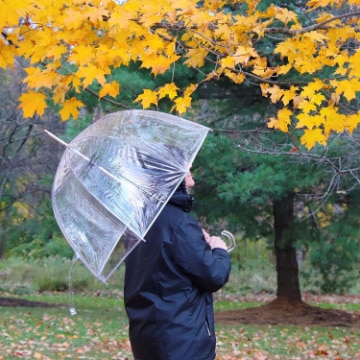 clear umbrella 1