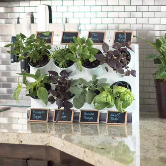 Countertop Garden