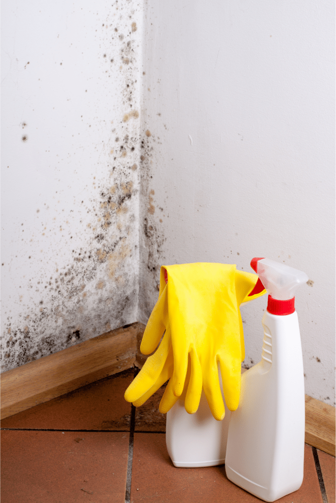 cleaning mold and mildew growth from damp basement