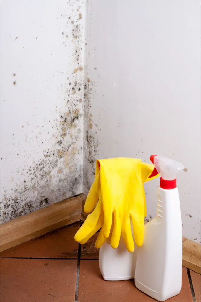 cleaning mold and mildew growth from damp basement