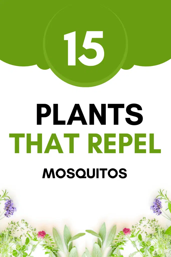 15 Plants that repel Mosquitos