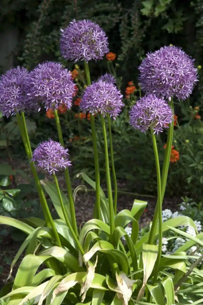 Allium Plant Repels Mosquitos