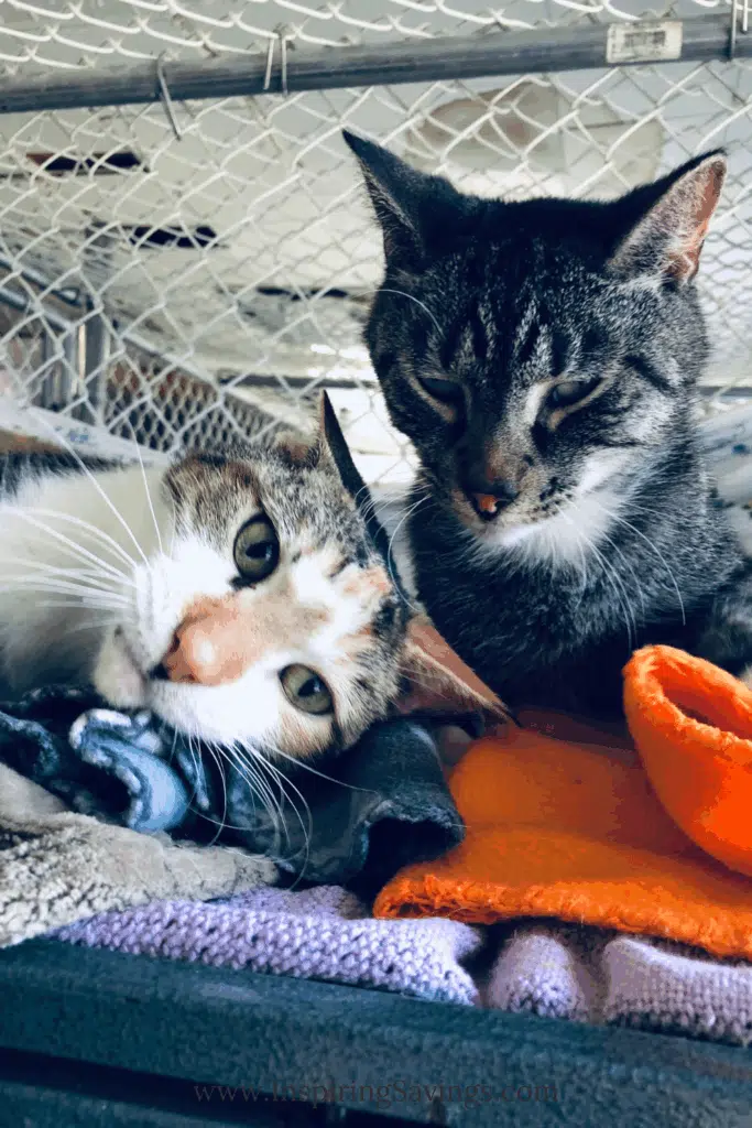 Cats using worn towels as blankets
