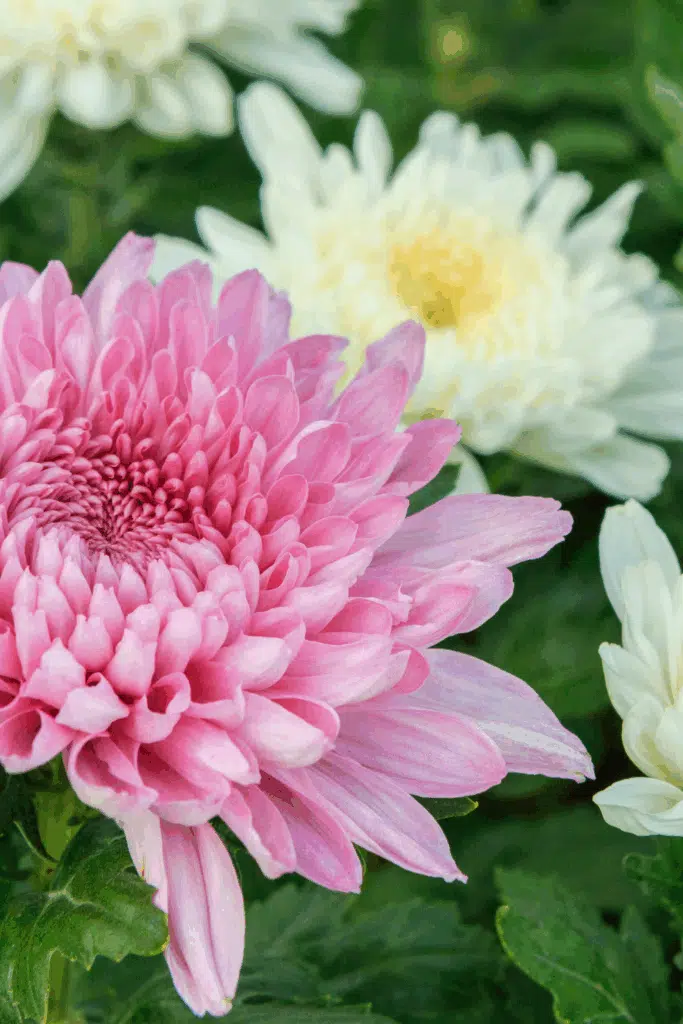 Chrysanthemums Plant Repels Mosquitos