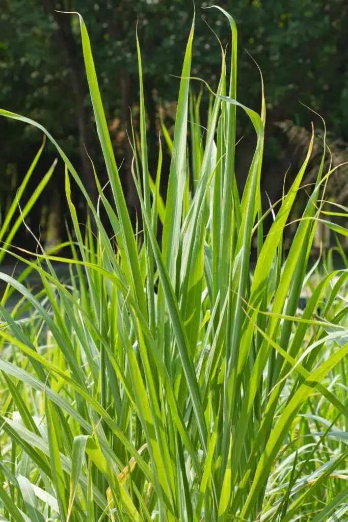 Lemon grass Plant Repels Mosquitos