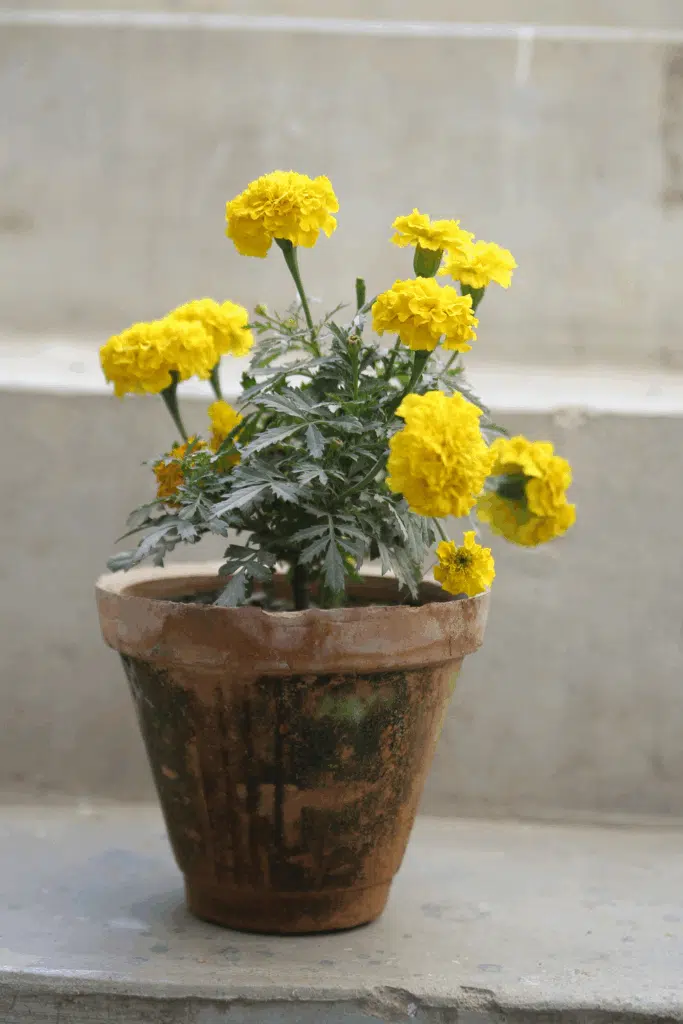 Marigold Plants For Repelling Mosquitos