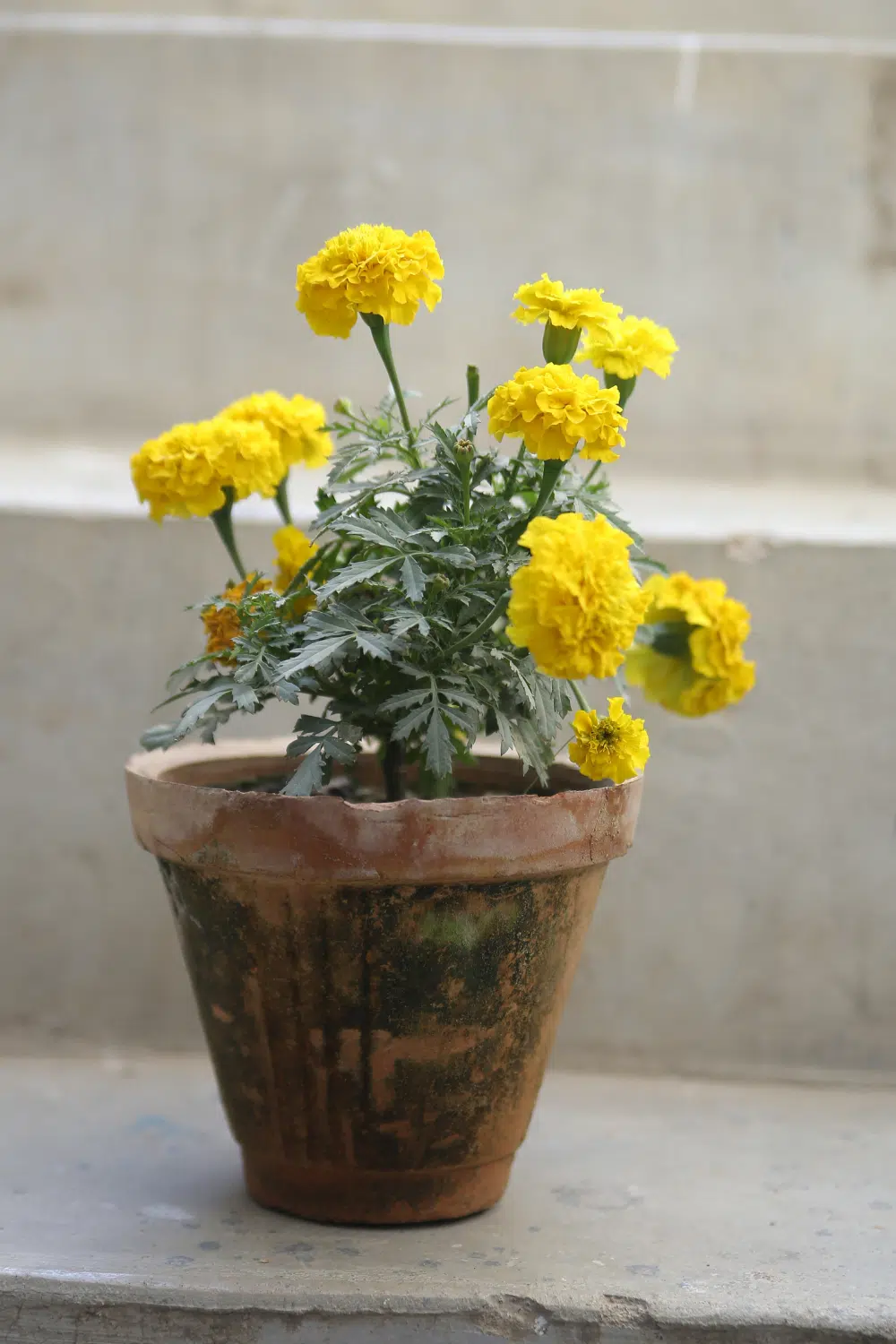 Marigold Plants For Repelling Mosquitos