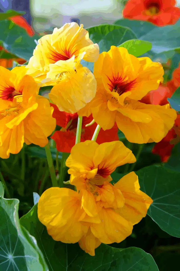 Nasturtium Plant Repels Mosquitos