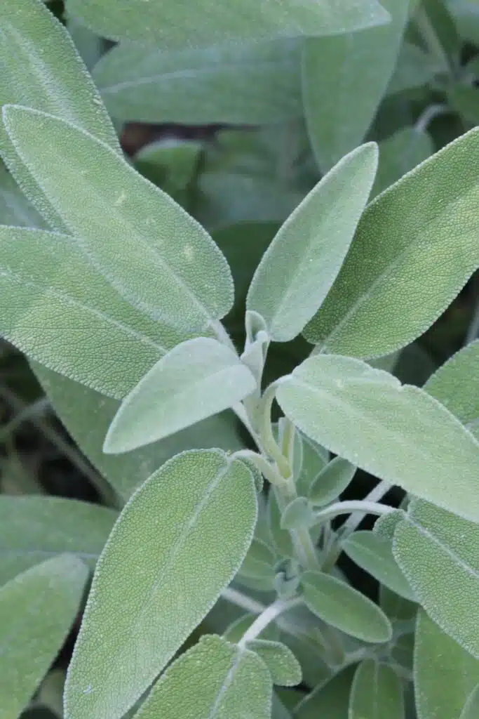 Sage Plant Repels Mosquitos