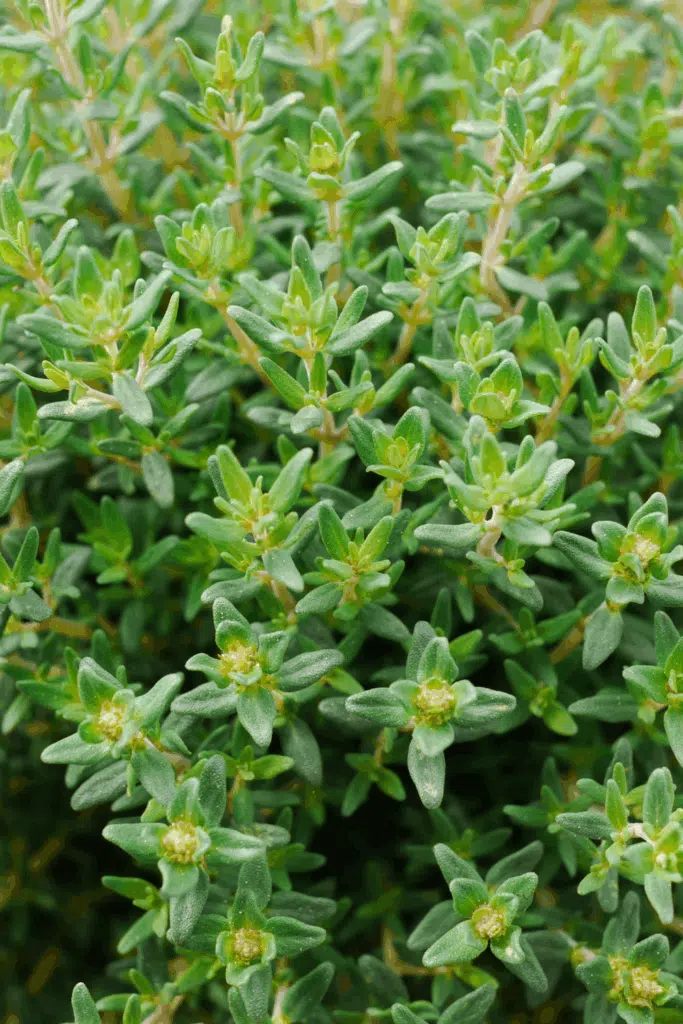 Thyme Plant Repels Mosquitos