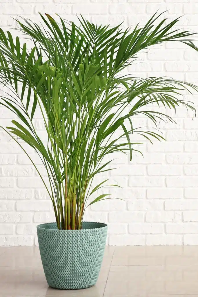 bamboo palm house plant