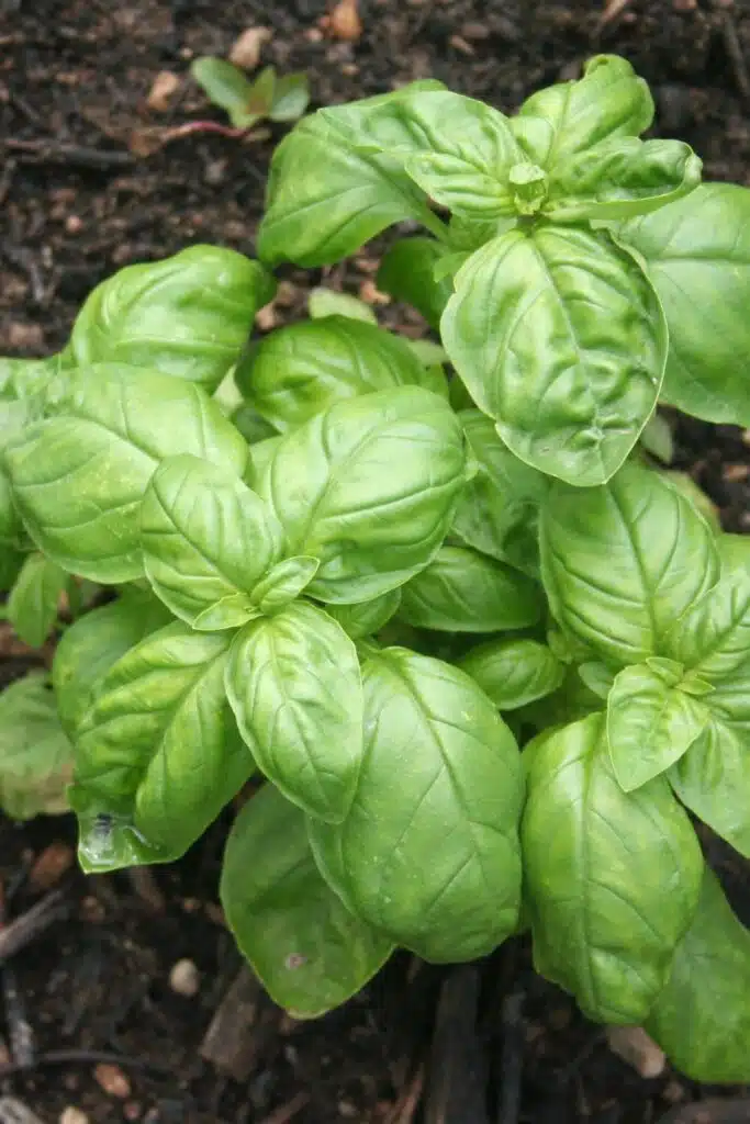 basil Plants For Repelling Mosquitos