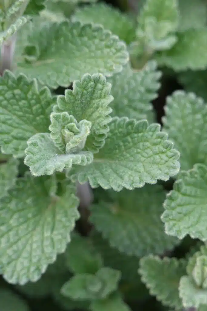 catnip Plants For Repelling Mosquitos