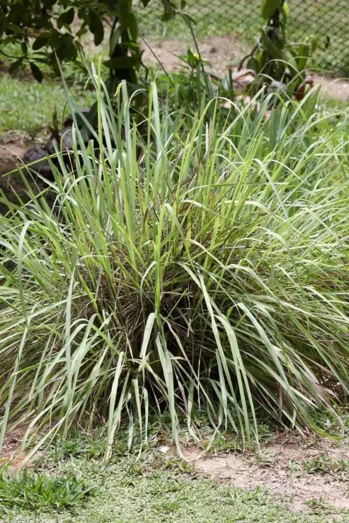 citronella grass Plant Repelling Mosquitos