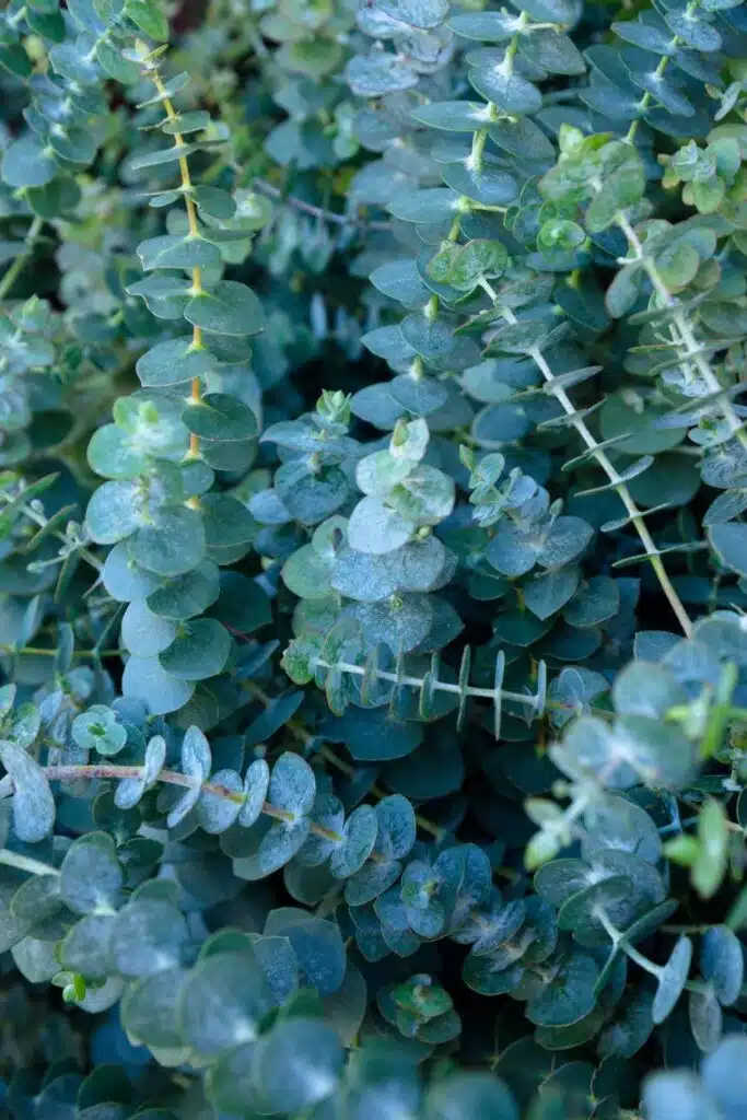 eucalyptus Plant Repels Mosquitos