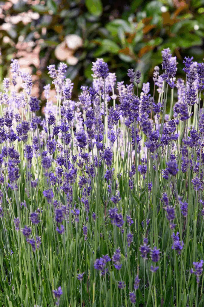 lavender plant repels mosquitos
