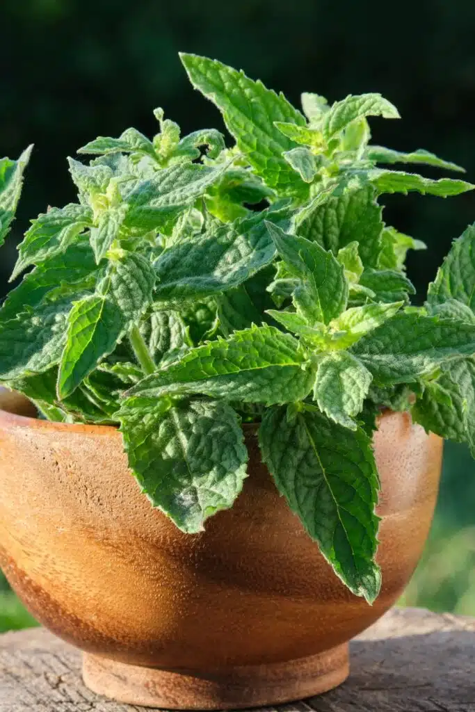 lemon balm Plant Repels Mosquitos