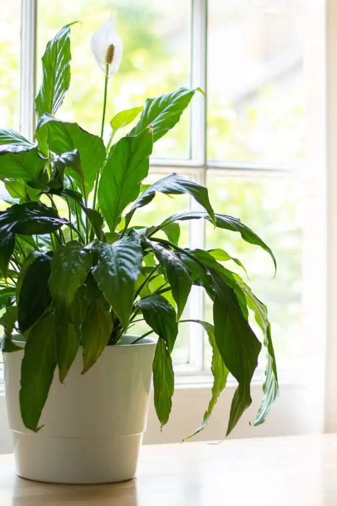 peace lily plants that help purify air