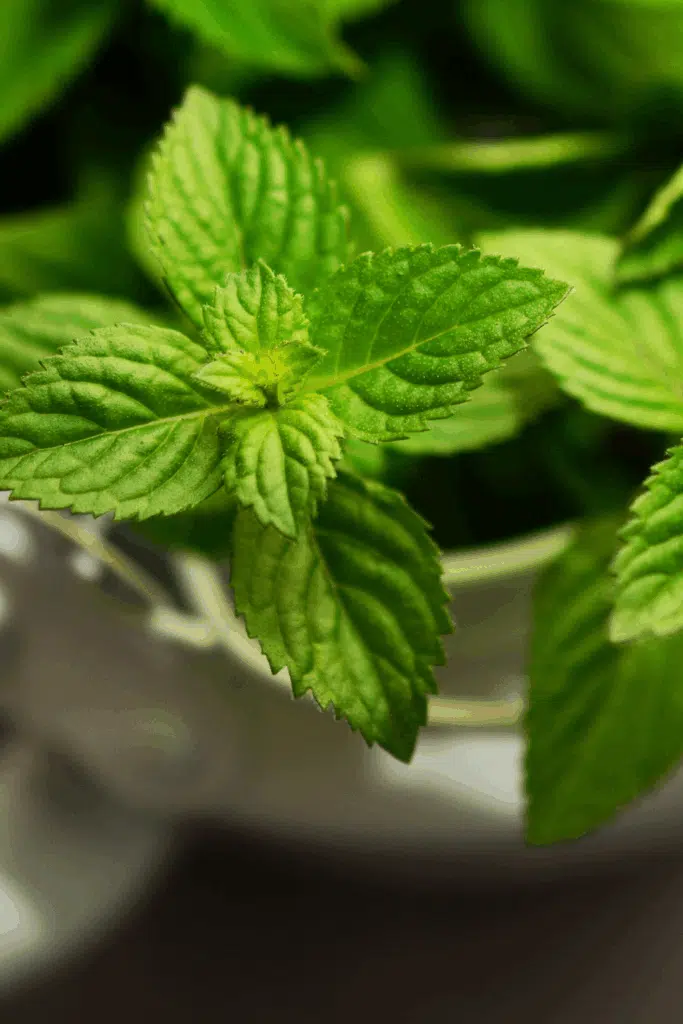peppermint Plant Repelling Mosquitos