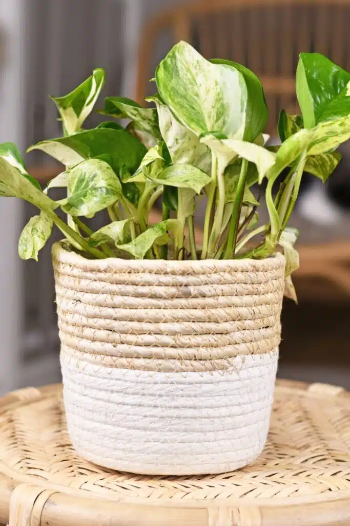 pothos plant plants that help purify air