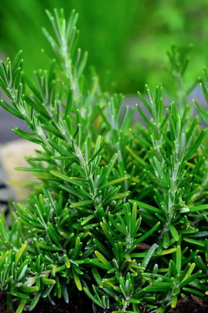rosemary Plant Repels Mosquitos