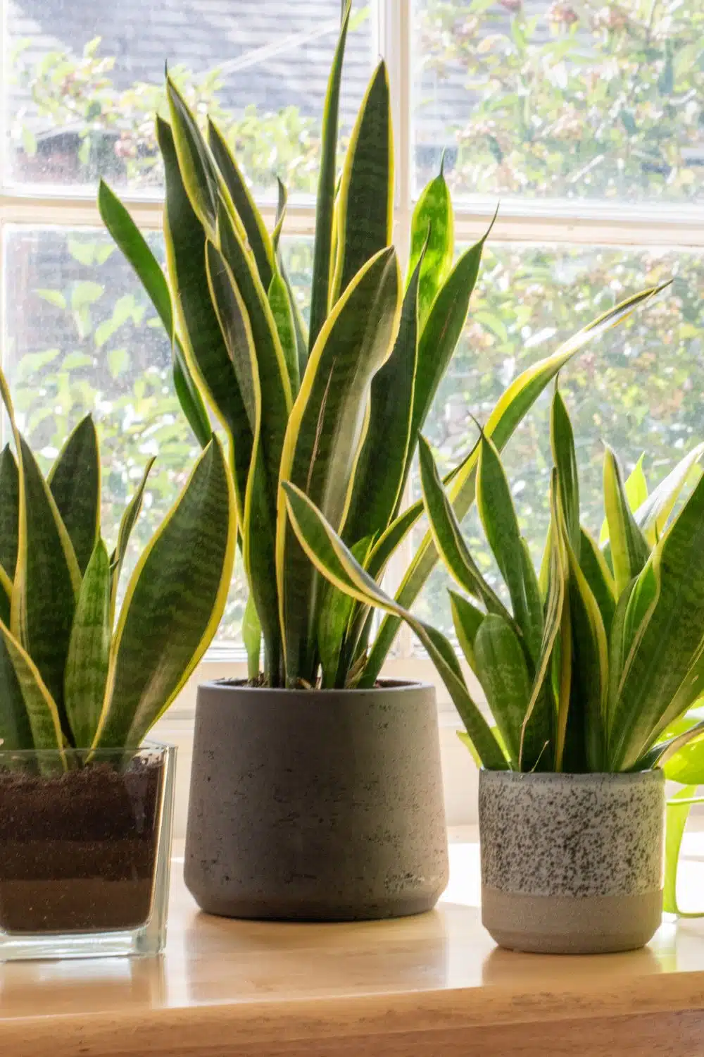 snake plant plants that help purify air