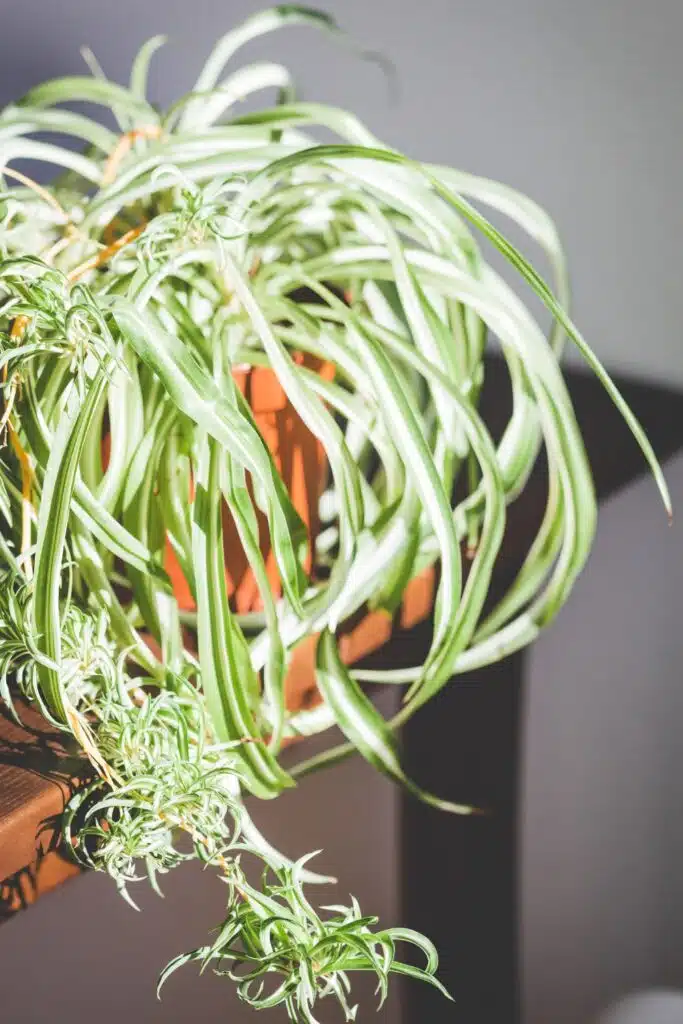 spider plants with lots of little babies