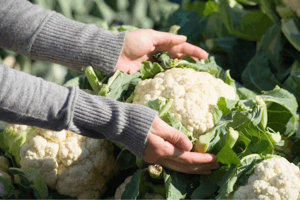 cauliflower Photo Credit Canva Pro Stock Image