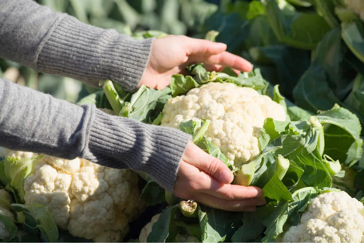 cauliflower Photo Credit Canva Pro Stock Image