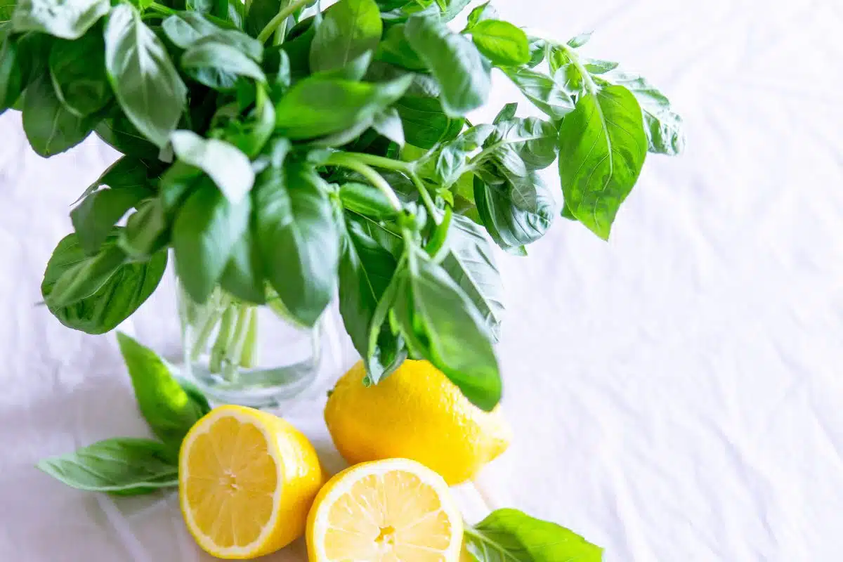 Basil Credit Canva Canva Pro Stock Image