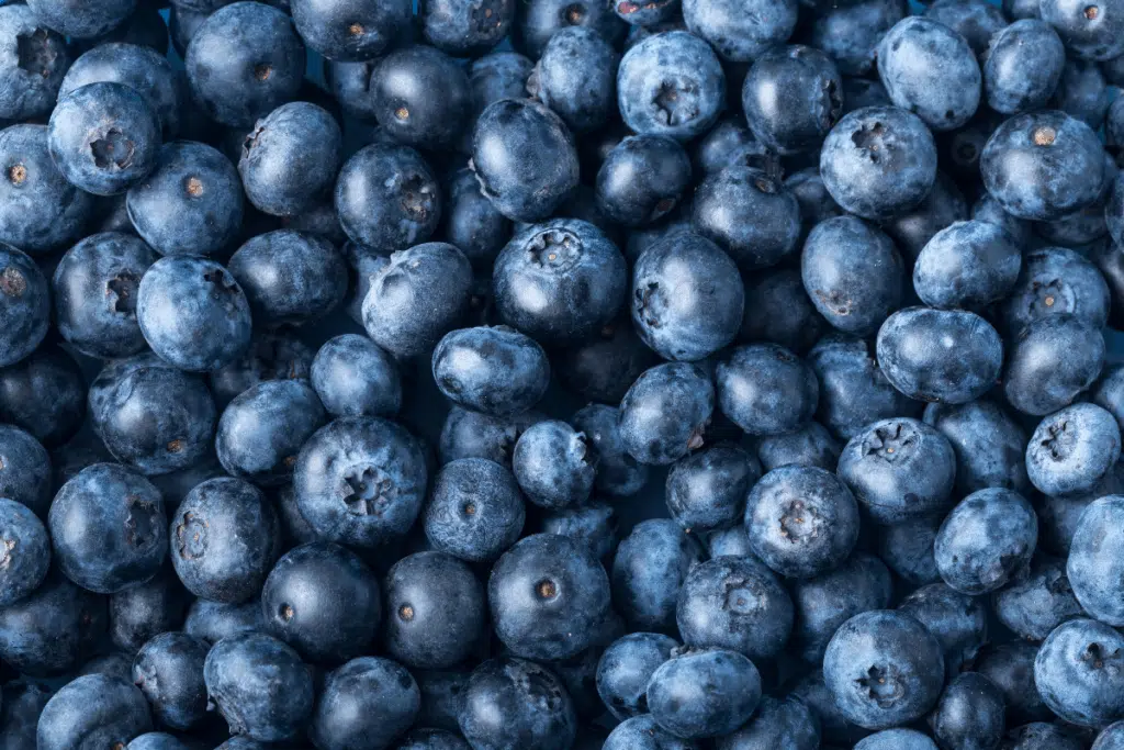 Blueberries Photo Credit Canva Pro Stock Image