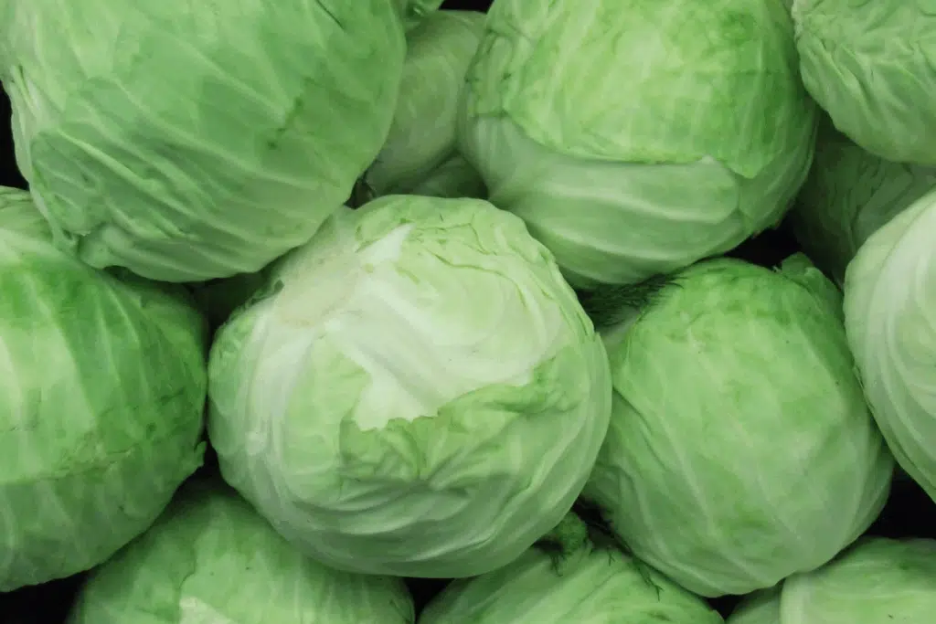 Cabbage Photo Credit Canva Pro Stock Image