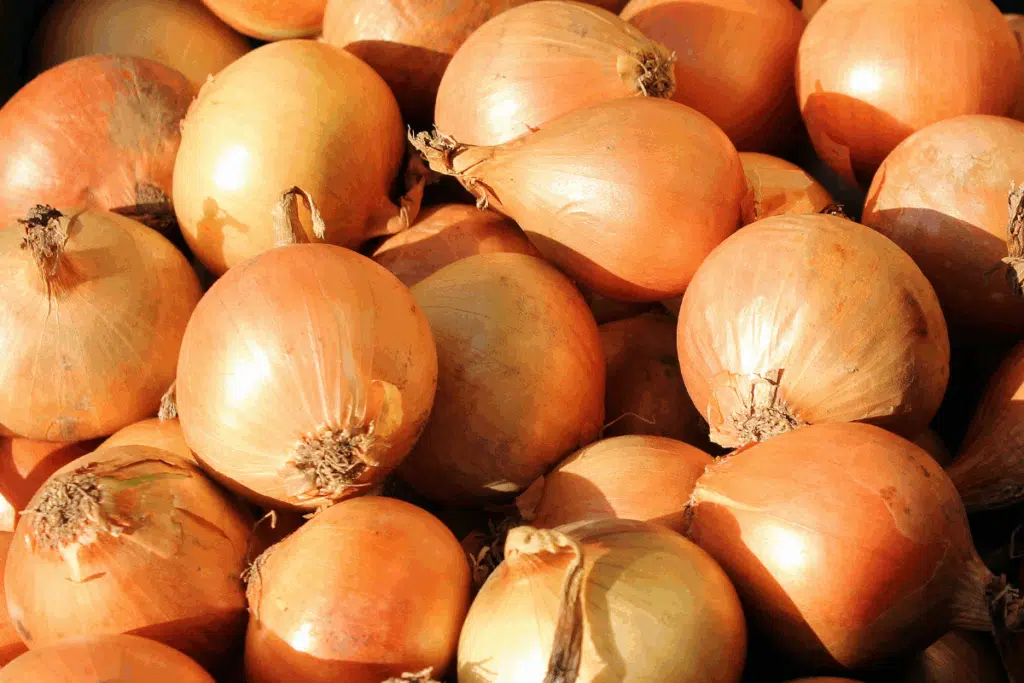 Onions Photo Credit Canva Pro Stock Image