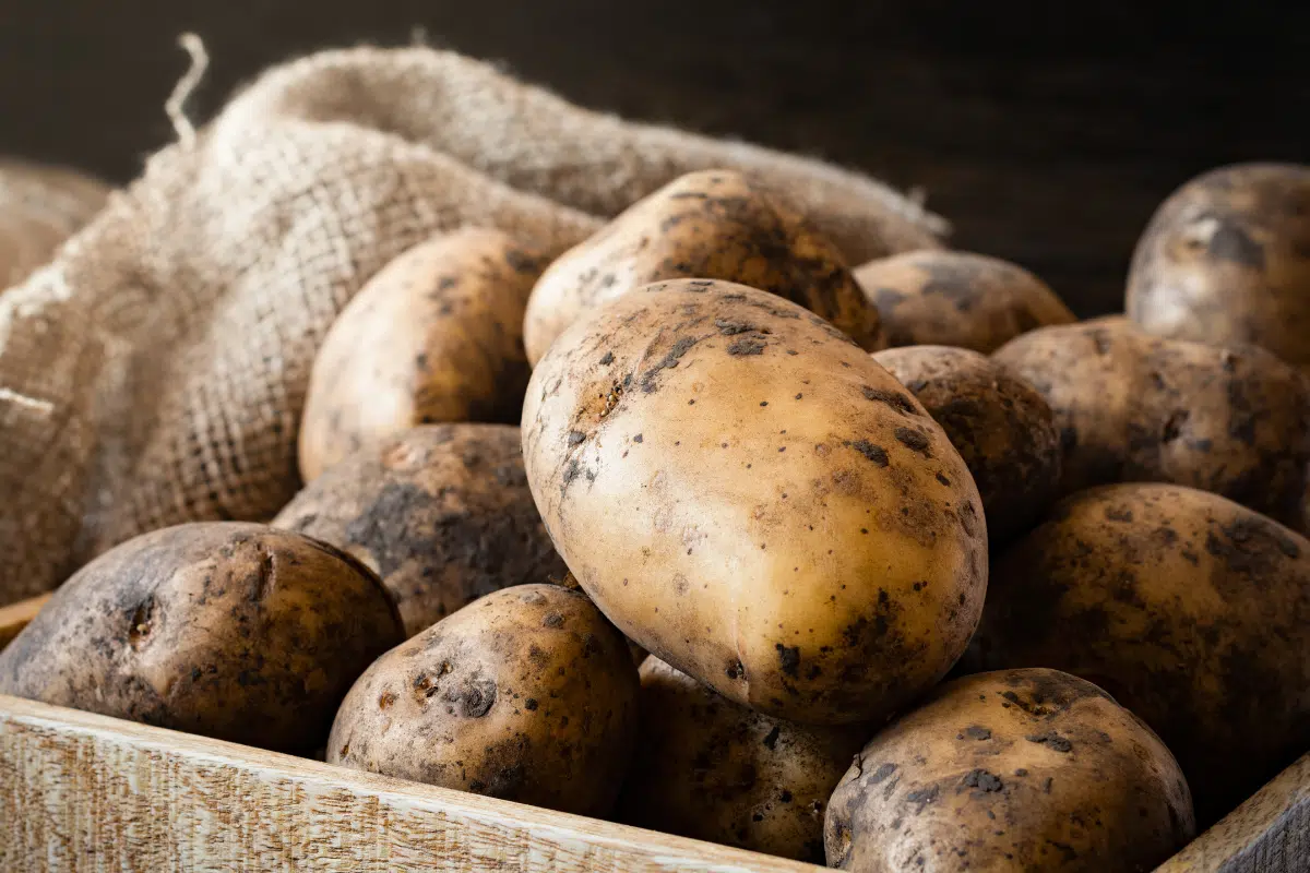 Potatoes Photo Credit Canva Pro Stock Image